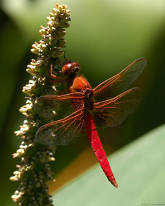 Dragonfly_6980