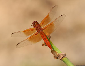 Dragonfly_8296