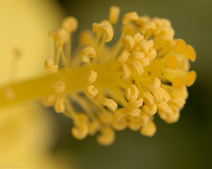 HibiscusStamen_5919