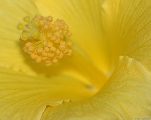 Hibiscus_4474