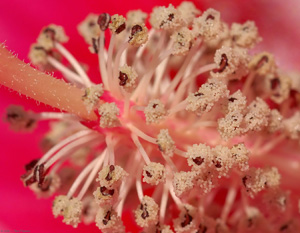 Hibiscus_Stamen_X4853detail