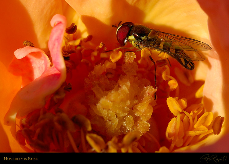 Hoverfly_9628
