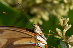 JuliaHeliconian_detail_X4255