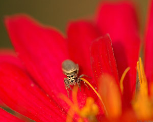 JumpingSpider_4162