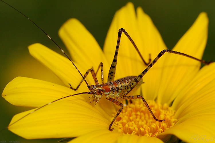 Katydid_Nymph_2470