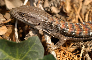 Lizard_5175