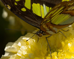 Malachite_detail_X4339
