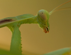 Mantis_X4881c