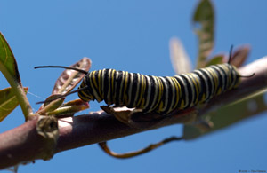 MonarchCaterpillar_0583