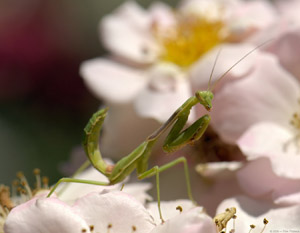PrayingMantis_X6194