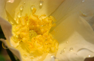 RoseMacro_0368