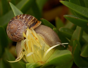 Snail_4633
