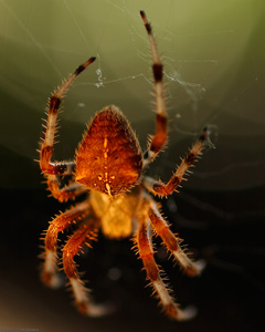 Spider_2498