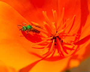 SweatBee_Poppy_0844