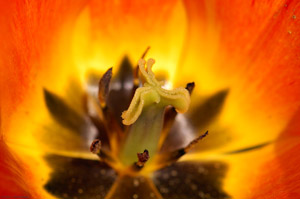 Tulip_macro_HS8995