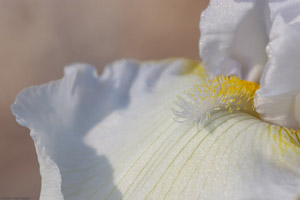 White_Iris_0811