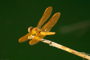 YellowDragonfly_6481