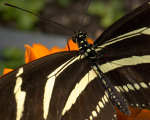Zebra_Longwing_detail_X4268