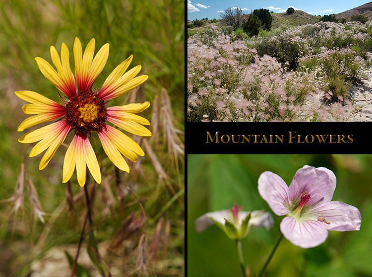 MountainFlowers