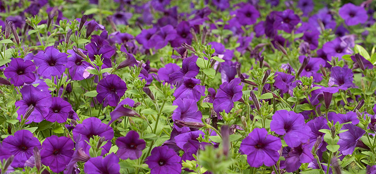 Petunias_6203LG