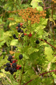 Blackberries_8434