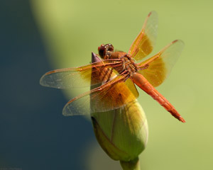 DragonflyLotus_0423
