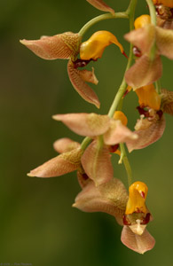 Hummingbird_Orchids_1105