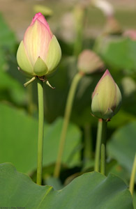 Lotus_0765