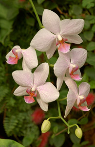 Phalaenopsis_Orchids_1091