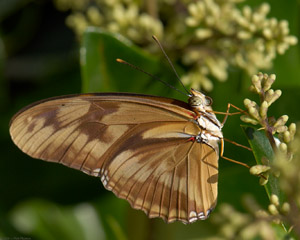 WhitePeacock_X4255
