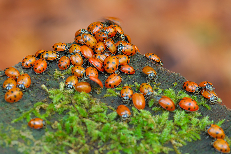 Hibernating_Ladybugs_X2512c