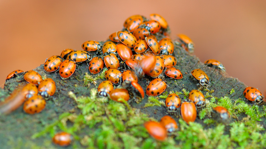 Hibernating_Ladybugs_X2514c_16x9