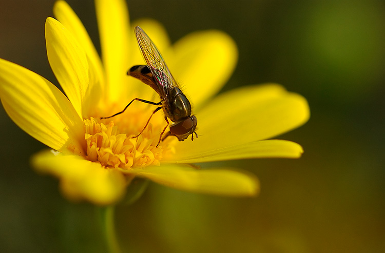 Hoverfly_onDaisy_1231