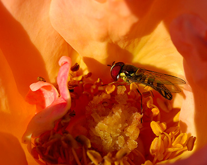 Hoverfly_onRose_9628M
