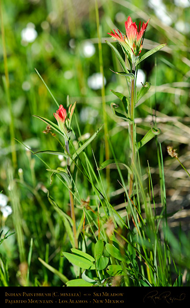 Indian_Paintbrush_X5478