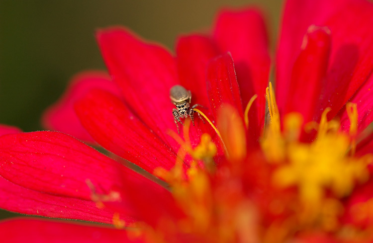 JumpingSpider_4162