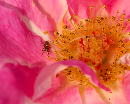 JumpingSpider_inRose_1739M