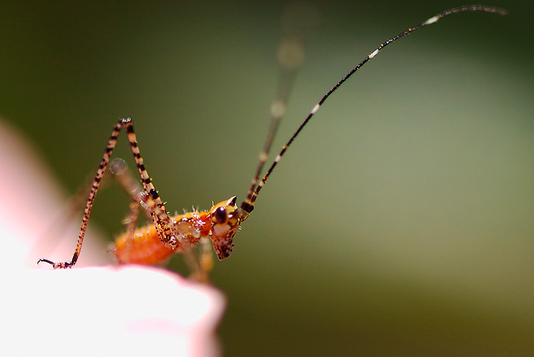KatydidNymph_5181c