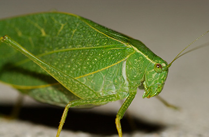 Katydid_2187