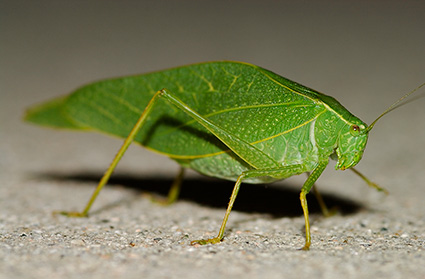 Katydid_2189