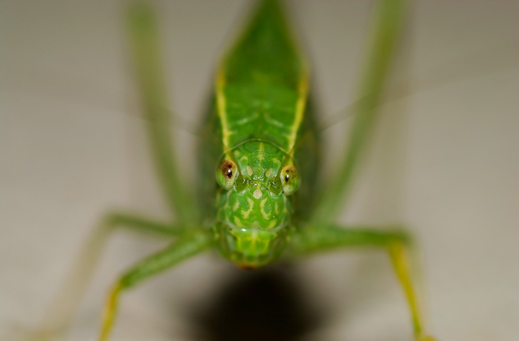 Katydid_2191