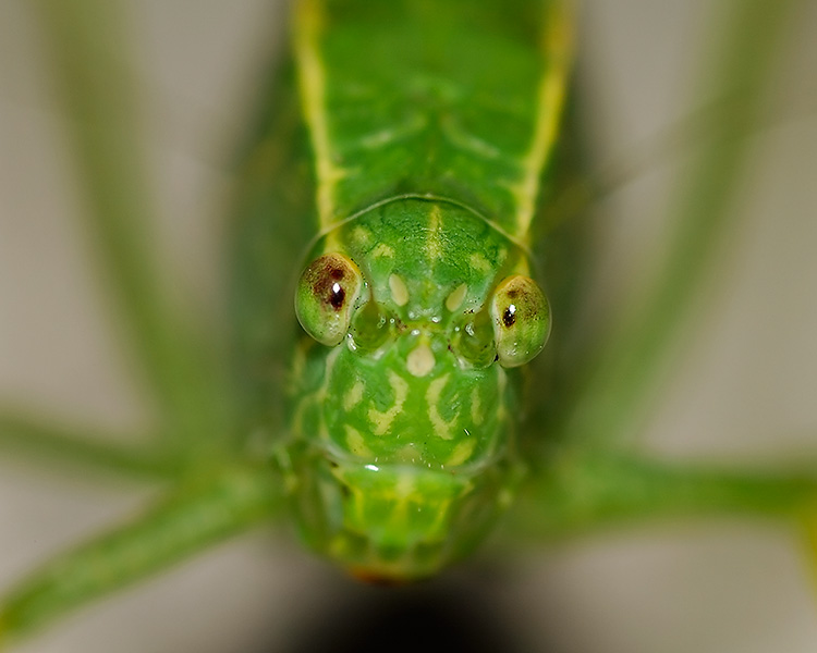 Katydid_2193M