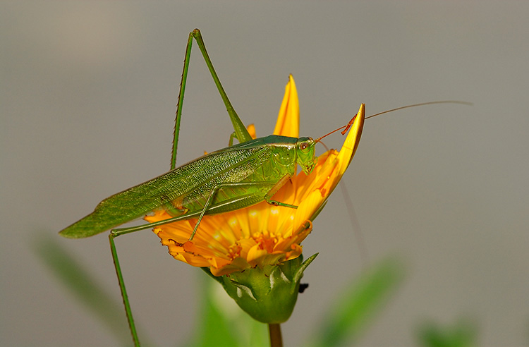 Katydid_3088