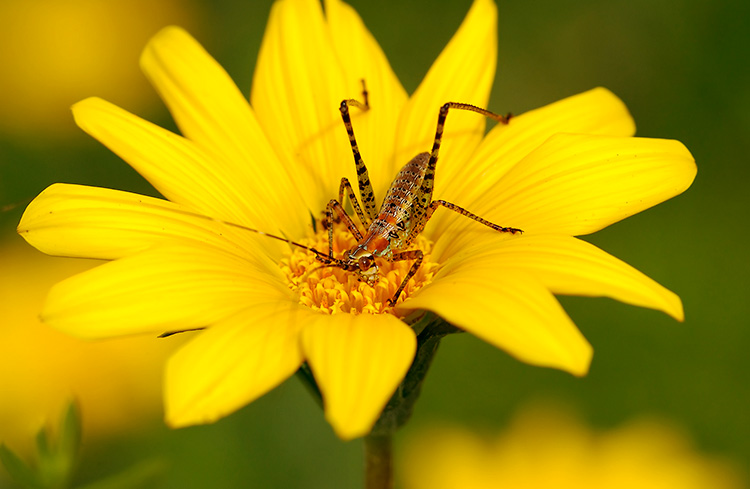 Katydid_Nymph_2443
