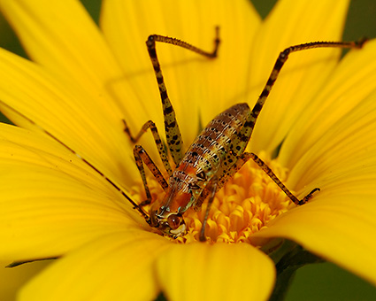 Katydid_Nymph_2457c_M