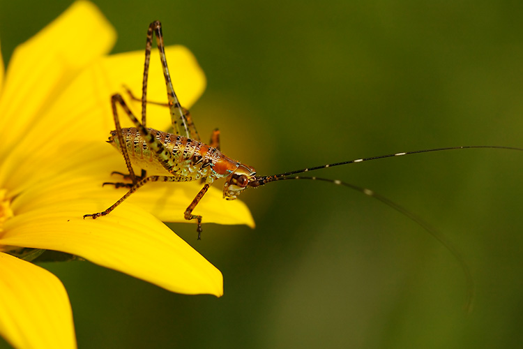 Katydid_Nymph_2472