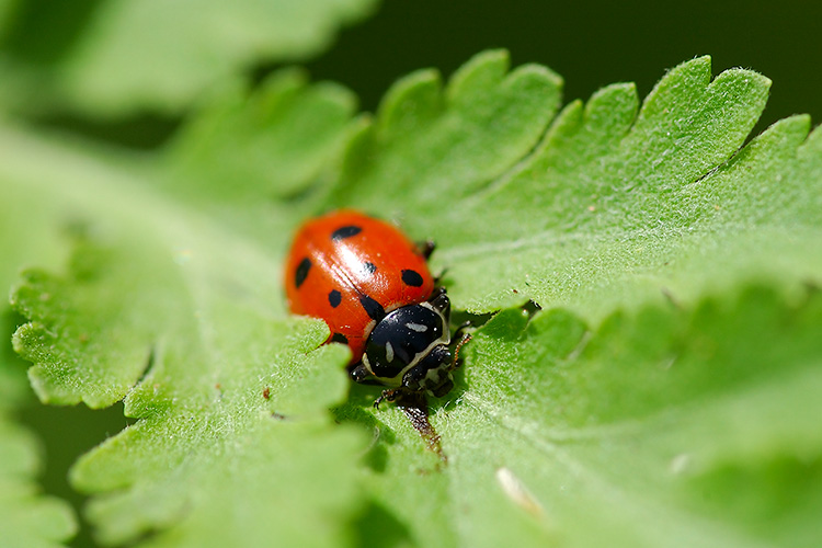 Ladybug_1517
