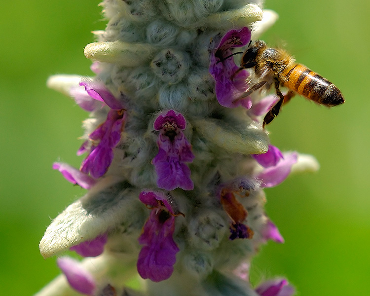 LambsEar_withBee_X4833c_M