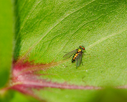 Long-legged_Fly_8251c_M