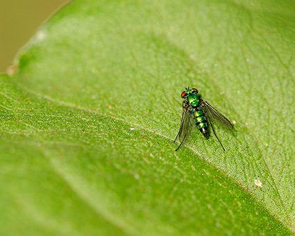 Long-legged_Fly_8258c_M